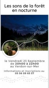 Les sons de la forêt en nocturne