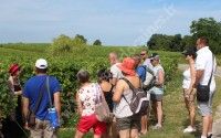 Balade commentée dans le vignoble