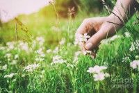 Balade initiation à la cueillette sauvage