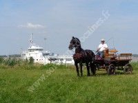 Balade en calèche en Médoc Estuaire
