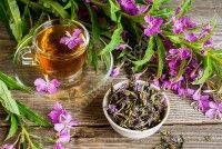 Initiation à l'herboristerie et la cueillette sauvage