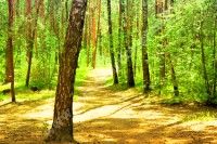 Balade méditative à la découverte des plantes sauvages