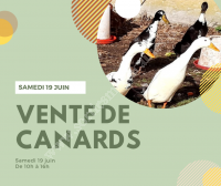 Vente de Canards