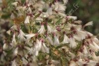 Chantier Arrachage de Baccharis