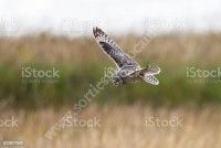 Découverte des rapaces nocturnes