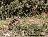Fascinante Bécasse des Bois