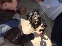 Chasse aux capsules d'oeufs de raies !