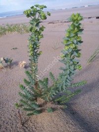 Découverte de la Dune de Grave