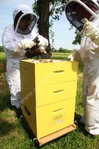 Extraction du miel à Château Dauzac