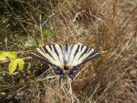A la recherche des papillons au Marais du Gua !