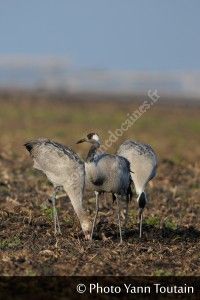 Grues cendrées dans le Médoc : Grus grus entre mythe et réalité