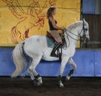 Cours d'Equitation Française