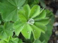 A la découverte des simples du jardin