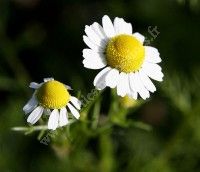 Découverte des plantes sauvages et leurs utilisations au Port de Beychevelle