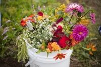 Journée plantes sauvages : herbier et initiation botanique