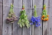 Journée découverte des plantes sauvages, leurs utilisation & transformation