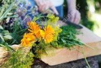 Journée plantes sauvages & gourmandises