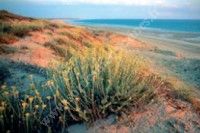 Balade Nature de la Plage à la Forêt