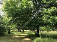 Marche en pleine conscience