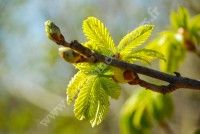 Rencontre avec l'arbre et initiation à la gemmothérapie