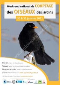 Comptage national des oiseaux des jardins 2021