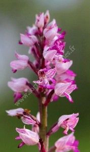 Sortie nature Découverte des pelouses sèches calcaires et des orchidées de la Butte de la Lot