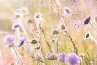Balade - Découverte des plantes sauvages et de leurs utilisations