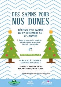 Des sapins pour nos dunes 2022 - Récolte