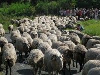 ©Transhumance Médocaine