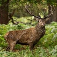 A l'écoute du Brame du Cerf