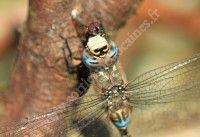 Les Libellules (odonates) - Balade découverte de la Faune