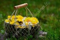 Découverte des plantes sauvages et leurs utilisations