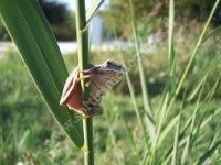 Inventaire participatif d'amphibiens