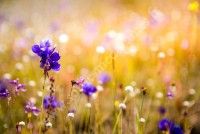 Balade à la découverte des plantes sauvages et leurs utilisations