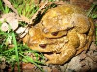 Découverte des Amphibiens sur les rives du Lac d'Hourtin
