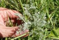 Atelier cueillette de plantes sauvages et leur cuisine