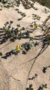 Science Participative : La flore dunaire