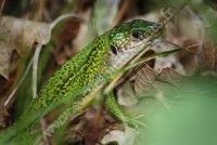 Le Porge Info Tourisme