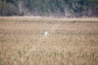 Marais Médocains : La diversité en toute discrétion