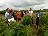 Balade commentée dans le vignoble