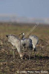 Grus grus en pays Médoc