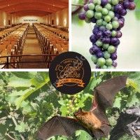 Nocturne vins et chauve-souris