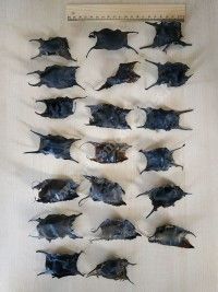 Journée chasse aux capsules d'oeufs de raies, et identification