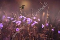 Balade à la découverte des plantes sauvages et leurs utilisations