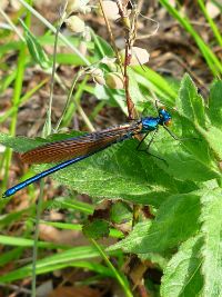 Balade pédestre : Petites et grosses bêtes des bords de Gironde