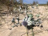 Balade Les dunes de Montalivet