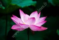 Yoga et plantes du bien-être