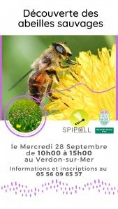 Découverte des abeilles sauvages