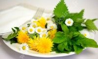 Journée plantes sauvages comestibles Des sauvages dans l'assiette