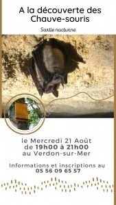 A la découverte des Chauve-souris